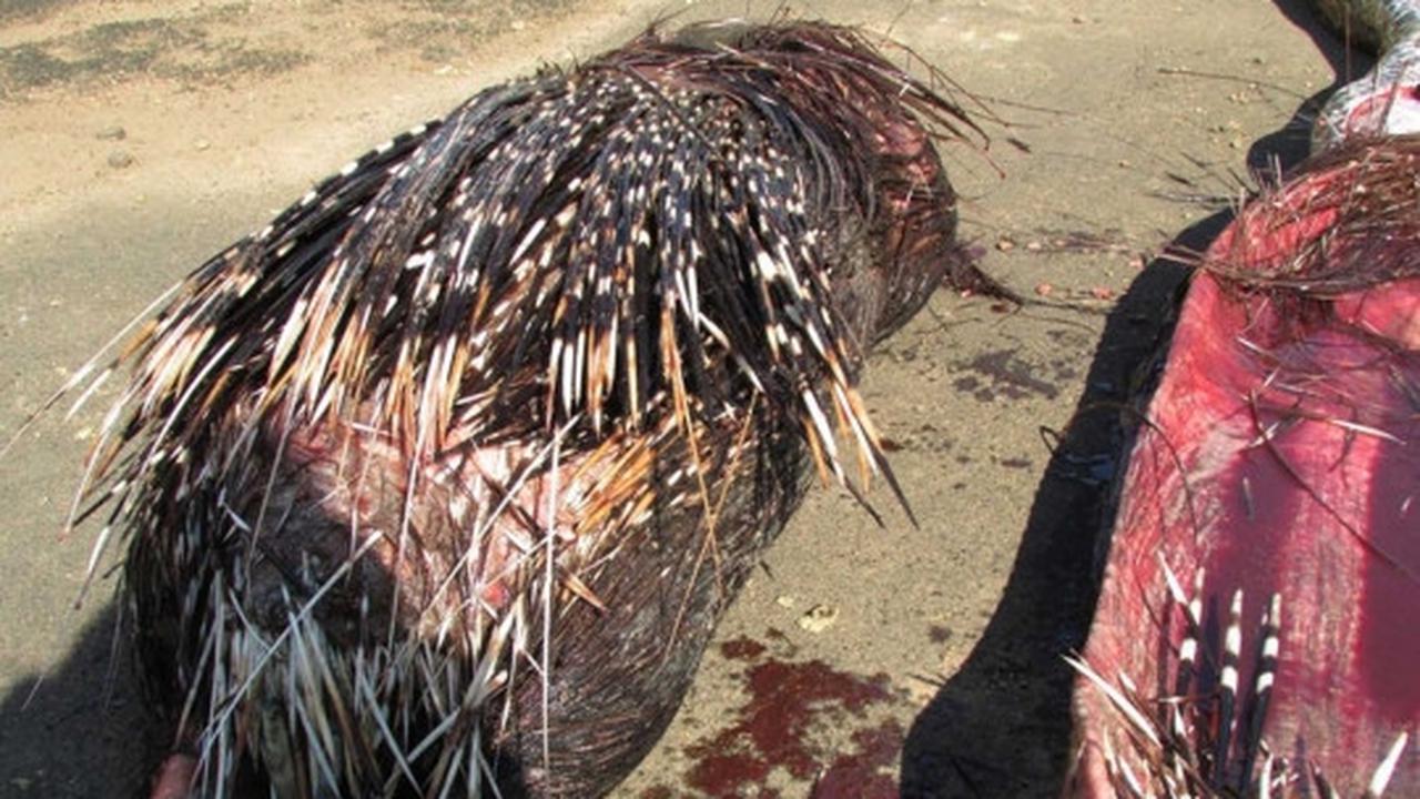Senjata makan tuan, piton Afrika ini mati usai mangsa landak