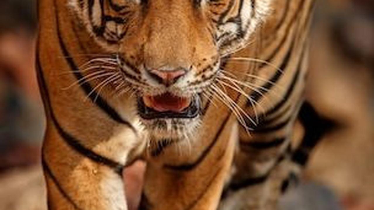 Momen Harimau hingga Babi Kelaparan Dekati Permukiman Warga Akibat Kebakaran Gunung Lawu, Bikin Geger