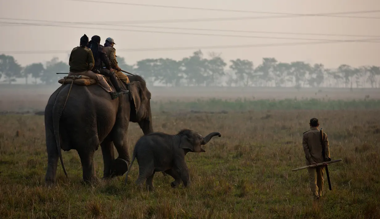 Petugas hutan menaiki gajah saat akan pergi menghitung jumlah populasi bercula satu di Suaka Margasatwa Pobitora di negara bagian Assam, India (18/3). (AP Photo / Anupam Nath)