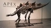 Fosil spesimen Stegosaurus berusia 150 juta tahun dipajang di Sotheby's di New York pada 10 Juli 2024. (Charly TRIBALLEAU / AFP)