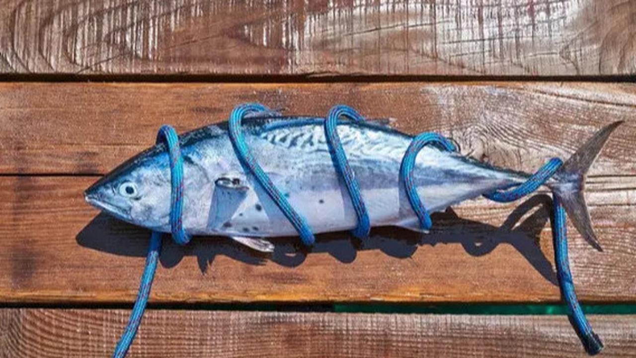 Hati-hati! Ini 5 Ikan yang Tidak Disarankan untuk Penderita Hipertensi