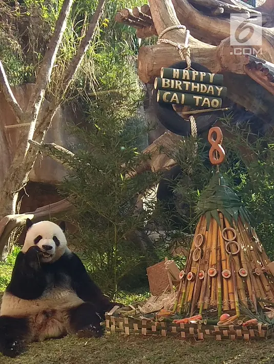 Panda Cai Tao melahap tumpeng yang dihidangkan pengelola Taman Safari Indonesia sebagai hadiah ulang tahunnya yang ke-8 yang jatuh pada tanggal 4 Agustus 2018. Perayaan ulang tahun Cai Tao juga ditonton para pengunjung. (Liputan6.com/Achmad Sudarno)