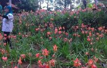 Dosen UGM akan sulap taman Amarilis seperti wisata Tulip di Belanda