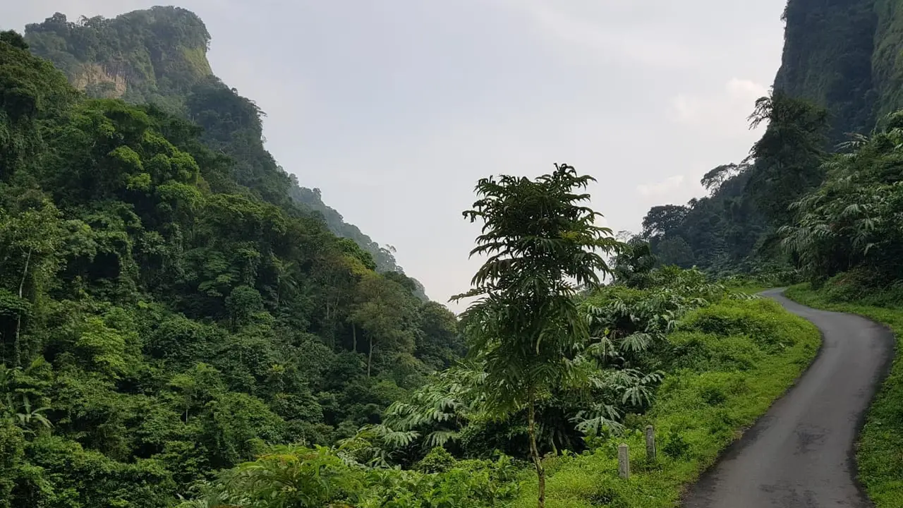 Siregol, Rumah Aman bagi Owa dan Elang Jawa yang Terancam