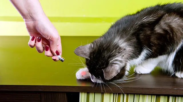 Capek tapi Diajak Main? Saatnya Jajal Permainan Laser Bareng Kucing Kesayangan