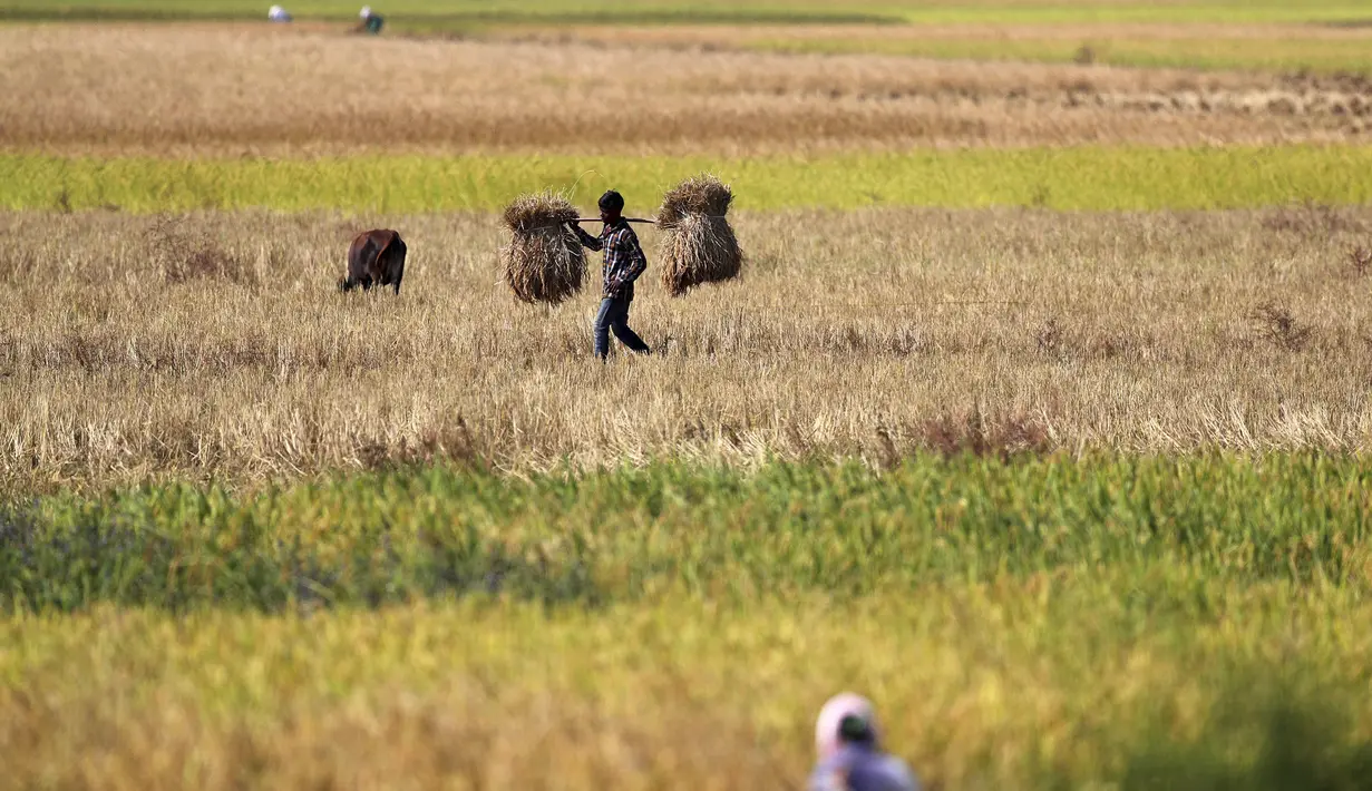 Seorang petani suku Indian membawa padi di pundaknya setelah memanennya, di pinggiran Gauhati, India (16/11/2019). Lebih dari 70 persen dari 1,25 miliar penduduk India terlibat dalam pertanian. (AP Photo/Anupam Nath)