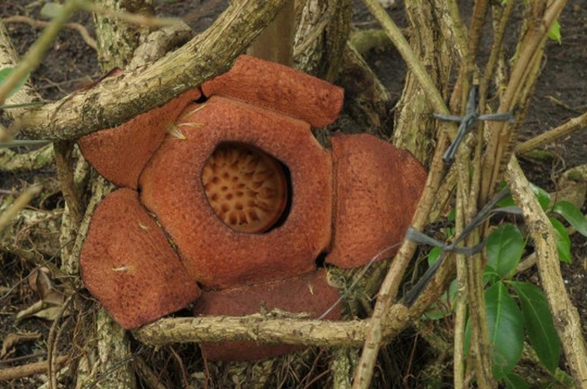 Melihat Rafflesia Patma yang langka tumbuh mekar di Kebun Raya Bogor