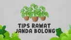 Tanaman dari keluarga monstera ini tengah jadi perhatian publik lantaran harganya mencapai puluhan juta rupiah. Ini dia tips merawat janda bolong.