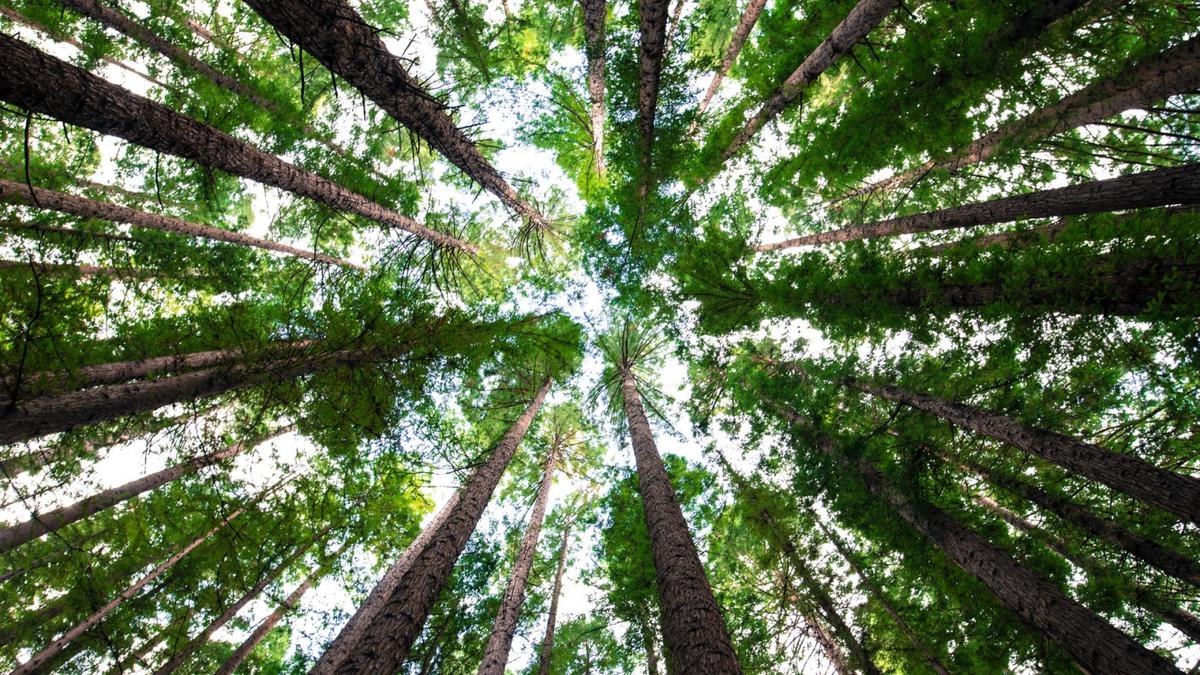 Indonesia Luncurkan Program Konservasi Hutan dan Lahan Gambut Berbasis Pembiayaan Internasional di Riau