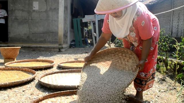 Petani menjemur merica setelah direndam dan dikelupas kulitnya. ( Foto: Liputan6.com/Muhamad Ridlo).