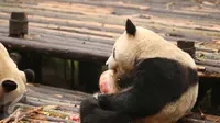 Lucunya Suasana Pesta Ulang Tahun Panda di Tiongkok