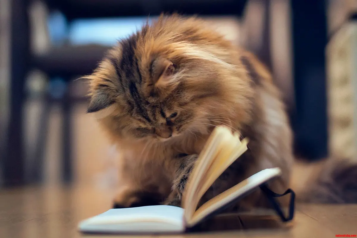 [Bintang] Ketika Kucing Belajar Bahasa Perancis