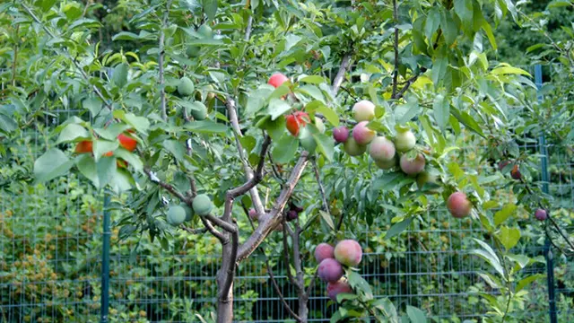 Buah Tree of 40 Fruit