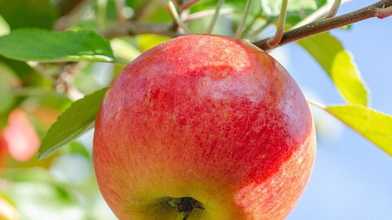 10 Buah untuk Menghilangkan Pusing, Jeruk hingga Aprikot