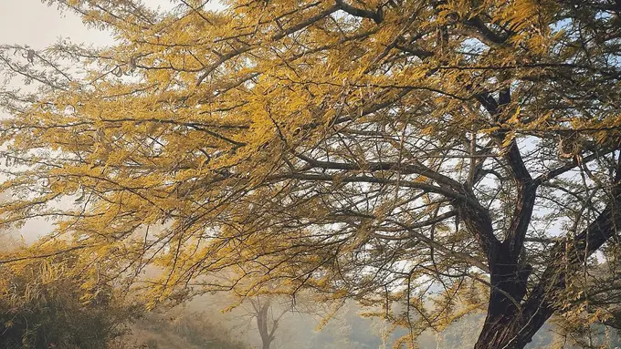 [Bintang] Jawa Timut