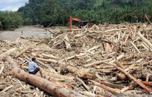 Guru Besar UGM Sebut Alih Fungsi Lahan Jadi Penyebab Habitat Satwa Liar Tergusur dan Bencana Alam di Sumatera