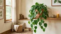 10 Tanaman Berbentuk Hati yang Menghiasi Rumah, Daun Unik untuk Percantik Ruangan
