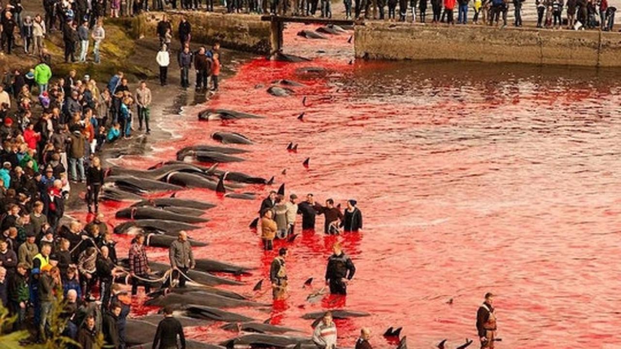 Sadisnya tradisi berburu ratusan paus di Kepulauan Faroe