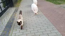 Dalam video lucu tersebut, tampak seekor babi yang menuntun seekor kucing sambil berjalan-jalan sore. 