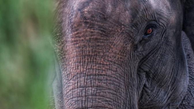 <p>Gajah Sumatera (Foto: Fransisca Noni)</p>