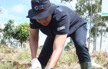 Jaga Kelestarian Danau Toba, BRI Peduli 'Grow & Green' Tanam 2.500 Bibit Pohon di Samosir