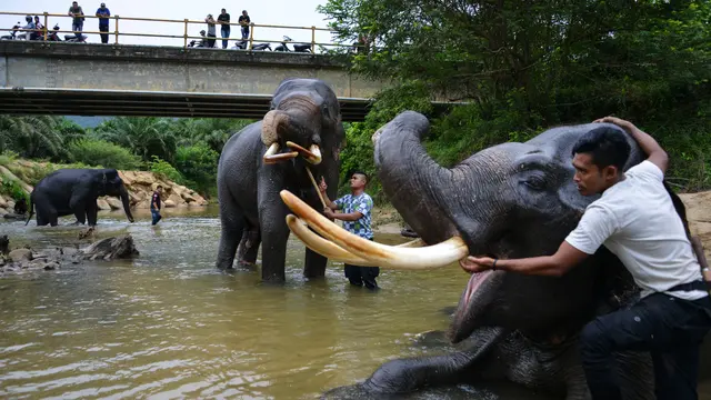 Gajah Mandi