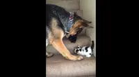 Video yang menunjukkan seekor anjing yang membantu anak kucing menaiki tangga ini telah mencuri hati banyak orang.