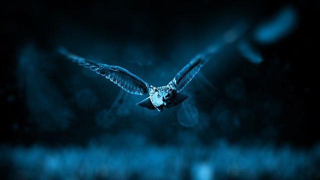 46 Logo Burung Hantu Hd