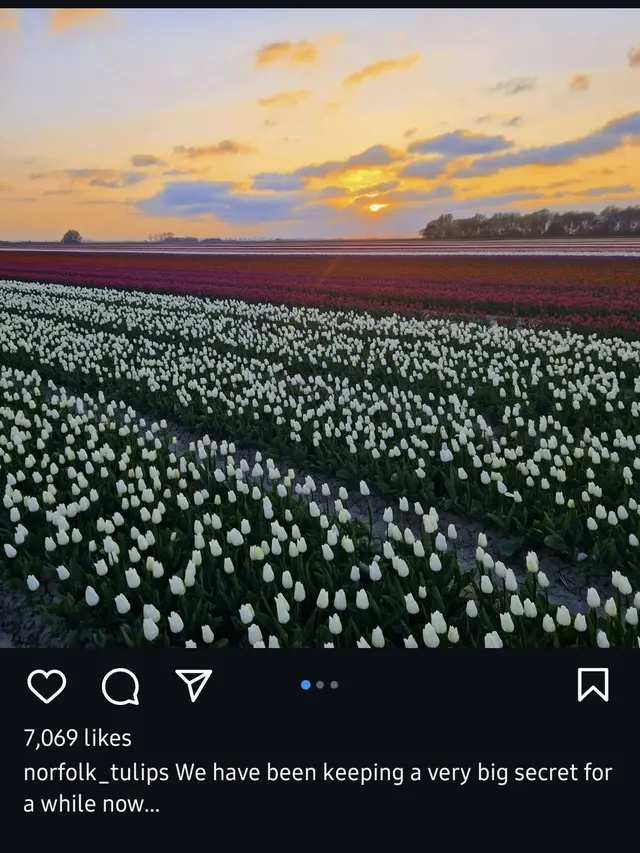 Tangkapan layar Instagram/ @norfolk_tulips
