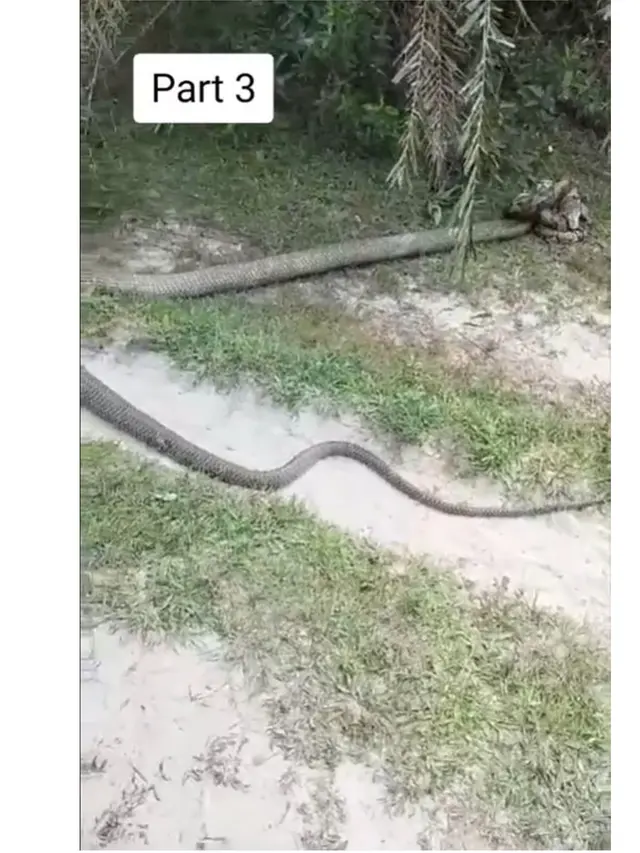 Viral Pertarungan Ular King Kobra Raksasa dengan Piton di Kebun, Bikin Merinding