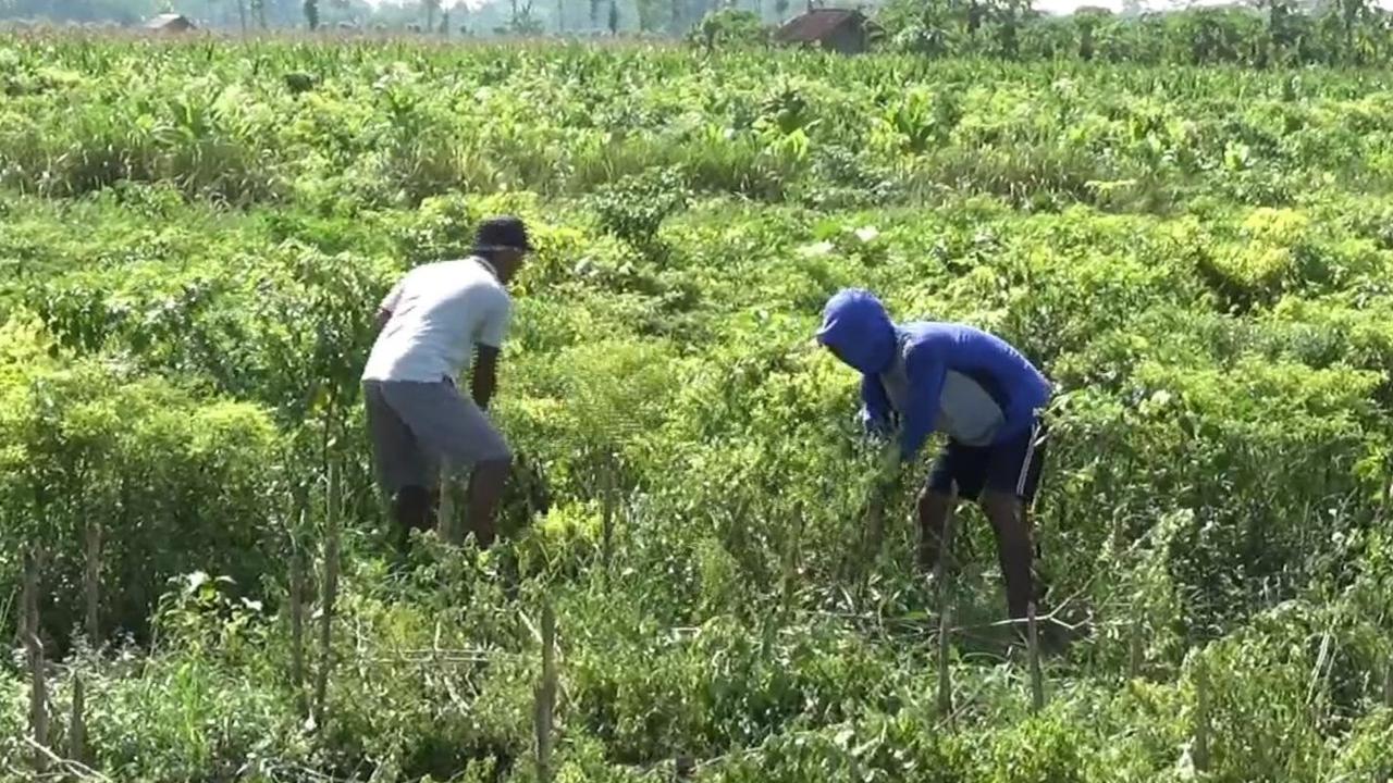 Prabowo Mau Hapus Utang Petani dan Nelayan, Begini Respons DPR