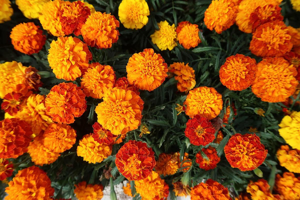 Ilustrasi Marigold
