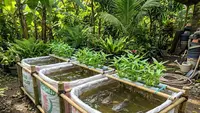 7 Ikan Air Tawar yang Bisa Dipanen Bersamaan dengan Sayuran Organik