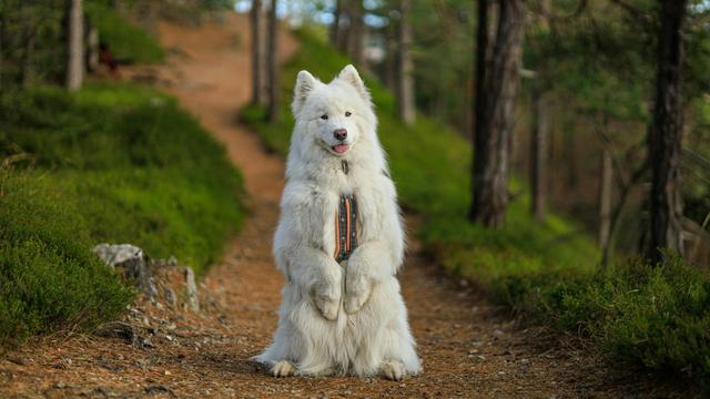Samoyed