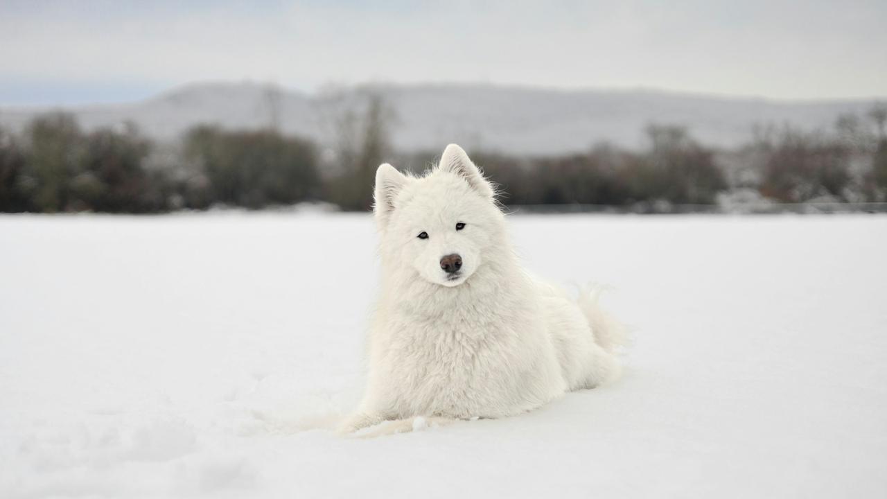 Samoyed