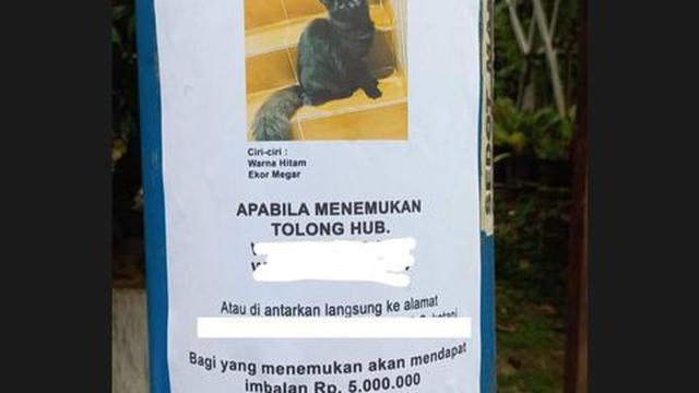 Beri Hadiah Mewah, Ini 6 Pengumuman Kucing Hilang Ini Bikin Heboh