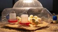 7 Kesalahan Membuat Kandang Mini dari Galon yang Bisa Membahayakan Hewan, Peternak Wajib Paham