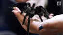 Pecinta satwa memperlihatkan Tarantula saat gelaran Jakarta Indonesia Pet Show 2019 di JIExpo Kemayoran, Jakarta, Sabtu (23/2). Ajang ini merupakan pameran khusus hewan kesayangan/hobi yang pertama dihelat di Jakarta. (Liputan6.com/Helmi Fithriansyah)