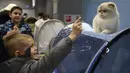 Seekor Kucing ras scottish fold bereaksi saat anak laki-laki memberi isyarat, selama International Cat Show di Sochi, Rusia, Sabtu (29/1/2022). Sekitar seratus kucing berkompetisi dalam kompetisi internasional yang diadakan di resor Laut Hitam Sochi. (AP Photo/Ekaterina Lyzlova)