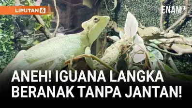 Seekor iguana casque-headed betina di Telford Exotic Zoo, Inggris, mengejutkan para penjaga setelah menetaskan delapan anak tanpa pernah bertemu pejantan.