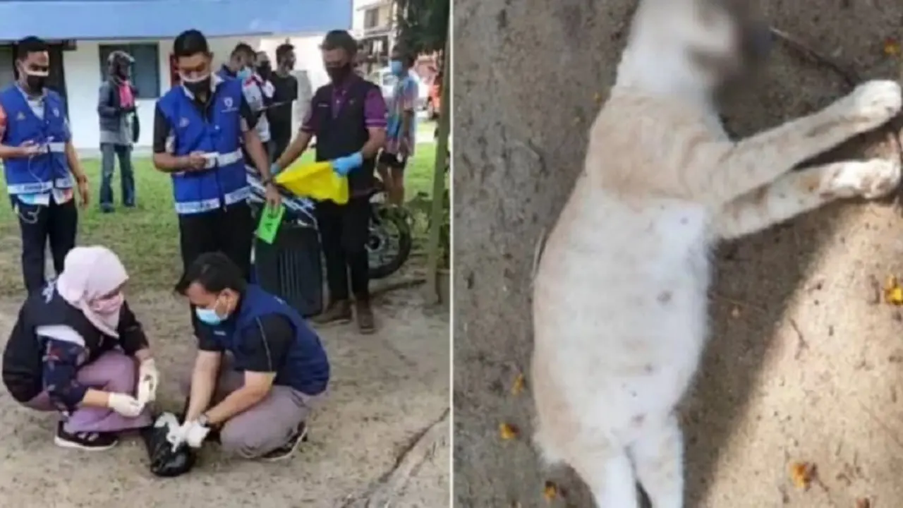 viral wanita memukuli kucing