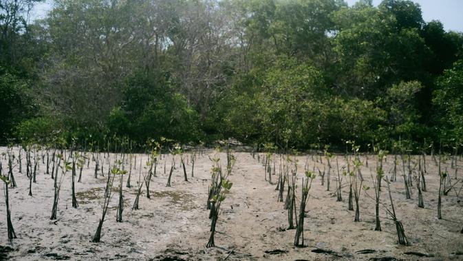 Langkah Hijau: Penanaman Mangrove dan Perlindungan Satwa Laut untuk Masa Depan Berkelanjutan