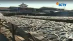 Hampir sebulan harga garam terus melonjak tinggi perajin ikan asin merugi.