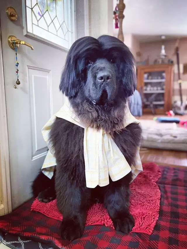 anjing didandani setiap hari