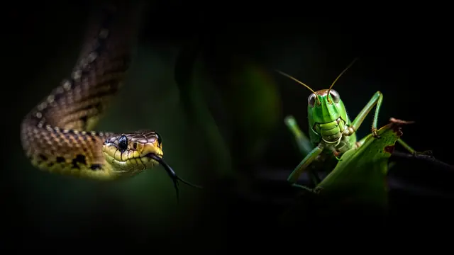 Suara ular pada malam hari (Foto: Reve Art AI)