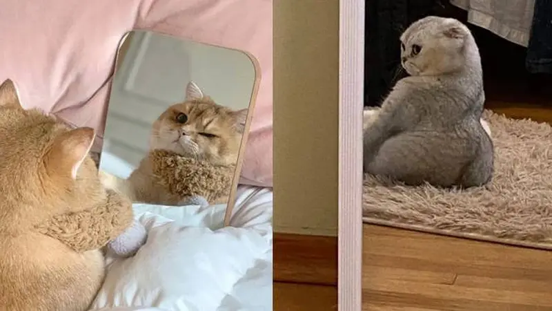 10 Potret Lucu Kucing di Depan Cermin Ini Punya Pose Kocak