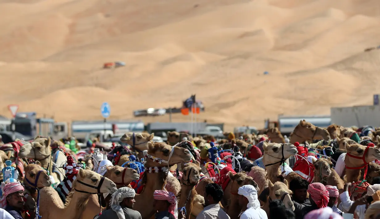 Para pemilik mempersiapkan unta mereka untuk mengikuti lomba balap Liwa 2018 Moreeb Dune Festival di gurun Liwa, Abu Dhabi (26/12). (AFP Photo/Karim Sahib)