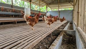 Kandang Ayam (created by AI)