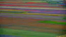 Pemandangan bunga-bunga yang sedang mekar dan ladang lentil di Castelluccio, sebuah desa kecil di wilayah Umbria, Italia tengah pada 6 Juli 2020. Setiap tahunnya antara Mei dan Juli, ribuan varietas bunga liar  bermekaran dan menjadi daya tarik wisatawan. (Tiziana FABI / AFP)