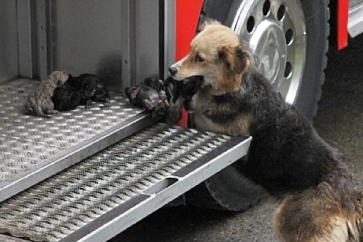 Haru, Perjuangan Induk Anjing Selamatkan Anaknya dari Kebakaran